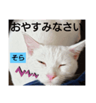 そらにゃんこ（個別スタンプ：1）