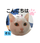 そらにゃんこ（個別スタンプ：2）