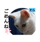 そらにゃんこ（個別スタンプ：3）