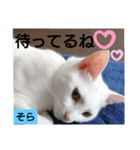 そらにゃんこ（個別スタンプ：4）