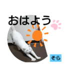 そらにゃんこ（個別スタンプ：5）