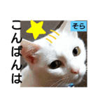 そらにゃんこ（個別スタンプ：6）