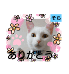 そらにゃんこ（個別スタンプ：7）