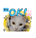 そらにゃんこ（個別スタンプ：8）