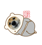 豆柴の生活4（個別スタンプ：6）