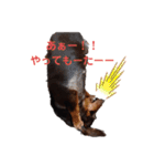 まろさんともんちゃんpart3（個別スタンプ：3）