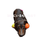 まろさんともんちゃんpart3（個別スタンプ：11）