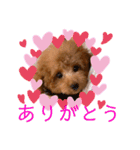 トイプードルのミロ（個別スタンプ：1）