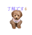 トイプードルのミロ（個別スタンプ：3）