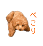 トイプードルのミロ（個別スタンプ：4）