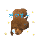 トイプードルのミロ（個別スタンプ：8）