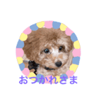 トイプードルのミロ（個別スタンプ：11）