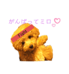 トイプードルのミロ（個別スタンプ：13）