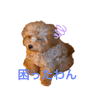 トイプードルのミロ（個別スタンプ：16）