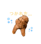 トイプードルのミロ（個別スタンプ：21）