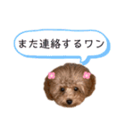 トイプードルのミロ（個別スタンプ：23）