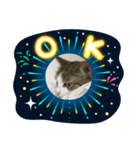 猫のゆったりスタンプ（個別スタンプ：1）