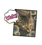 猫のゆったりスタンプ（個別スタンプ：5）