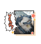 犬猫 仲良し（個別スタンプ：11）