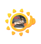 犬猫 仲良し（個別スタンプ：12）