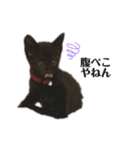 AMOくん（個別スタンプ：6）
