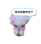 北九州に住むマルプー達（個別スタンプ：2）