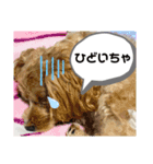北九州に住むマルプー達（個別スタンプ：5）