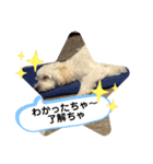 北九州に住むマルプー達（個別スタンプ：7）