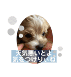北九州に住むマルプー達（個別スタンプ：12）