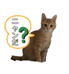 やんちゃ猫 茶々（個別スタンプ：1）