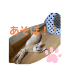やんちゃ猫 茶々（個別スタンプ：4）