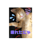 やんちゃ猫 茶々（個別スタンプ：5）