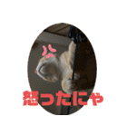 やんちゃ猫 茶々（個別スタンプ：8）