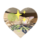 やんちゃ猫 茶々（個別スタンプ：9）