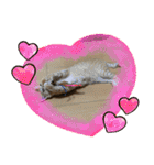 やんちゃ猫 茶々（個別スタンプ：11）