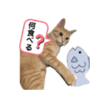 やんちゃ猫 茶々（個別スタンプ：12）