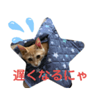 やんちゃ猫 茶々（個別スタンプ：15）