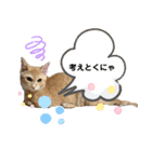 やんちゃ猫 茶々（個別スタンプ：16）