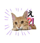 やんちゃ猫 茶々（個別スタンプ：18）