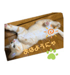 やんちゃ猫 茶々（個別スタンプ：22）