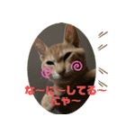 やんちゃ猫 茶々（個別スタンプ：23）
