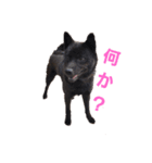 PETSペット（個別スタンプ：2）