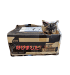 PETSペット（個別スタンプ：4）
