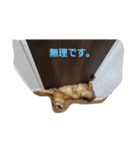 PETSペット（個別スタンプ：5）