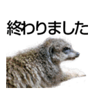 動物園の愉快な仲間たち2（個別スタンプ：11）