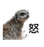 動物園の愉快な仲間たち2（個別スタンプ：16）