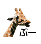 動物園の愉快な仲間たち2（個別スタンプ：28）
