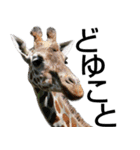 動物園の愉快な仲間たち2（個別スタンプ：33）