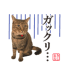 KIJIMARUスタンプ Part3（個別スタンプ：14）