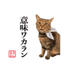 KIJIMARUスタンプ Part3（個別スタンプ：22）